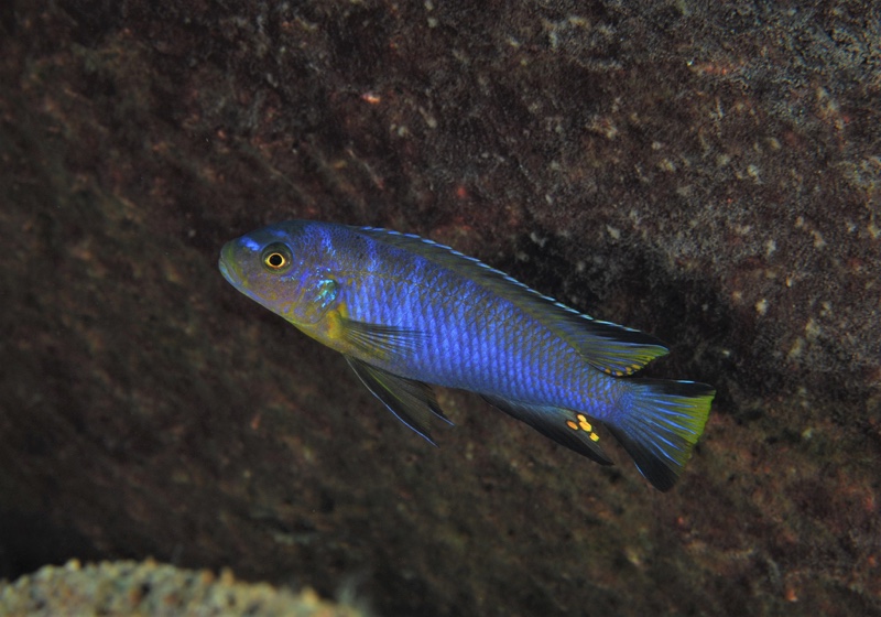 Chindongo cyaneus 'Chinyamwezi Island'